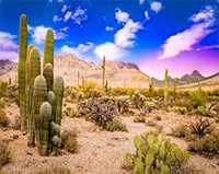 A Walk in the Desert Sampler, desert sampler, desert, perfume samples, perfume decants