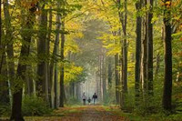 A Walk in the Woods Sampler, woods, perfume samples, perfume decants