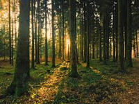 Among the Woods Sampler, woods, perfume samples, perfume decants